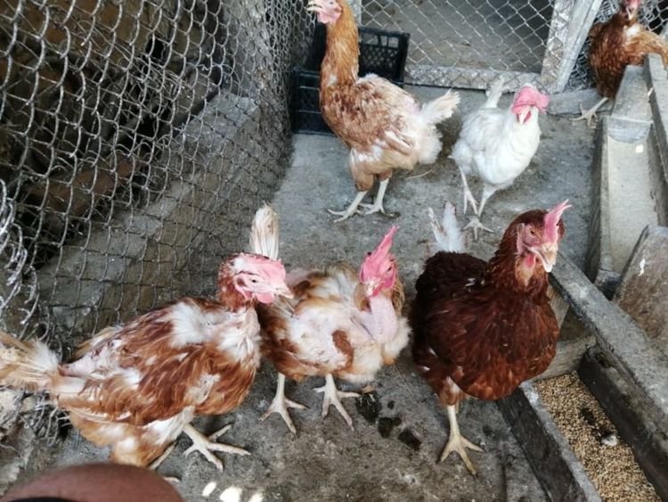 174 000 птици, заболели от инфлуенца, ще бъдат убити, а яйцата - унищожени