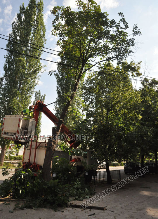 Премахнаха опасното дърво по бул.„България“