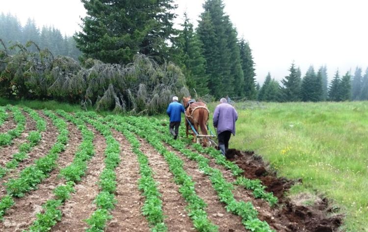 Само 60  картофопроизводители са получили субсидии 