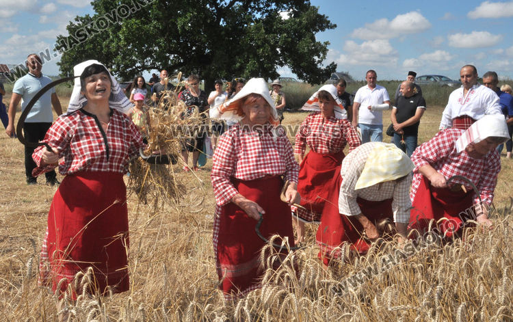 Възстановка на ритуала „зажънване“ в Черноконево, жалват се от добив и цена (видео)