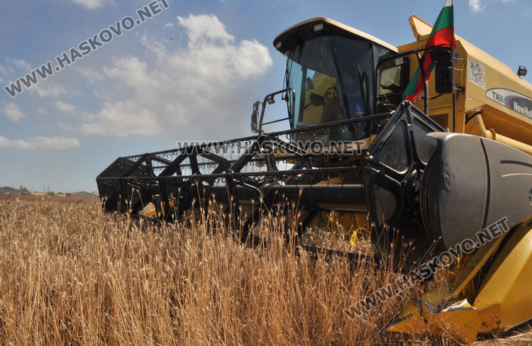 Възстановка на ритуала „зажънване“ в Черноконево, жалват се от добив и цена (видео)