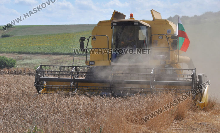 Възстановка на ритуала „зажънване“ в Черноконево, жалват се от добив и цена (видео)
