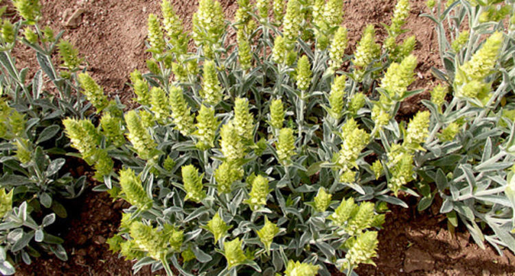 РИОСВ &ndash; Смолян започва проверки за бране на мурсалски чай от естествени находища