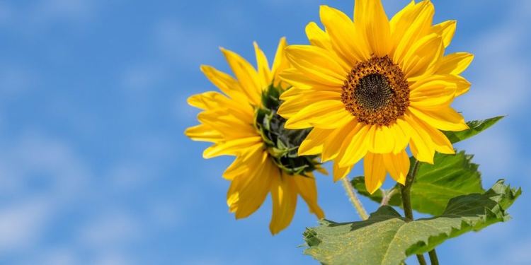 Жега в петък