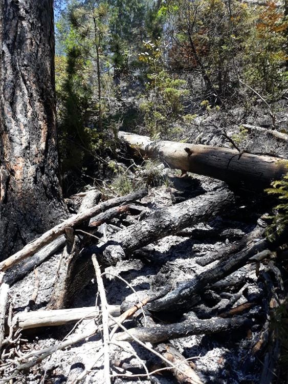Пожарникар доброволец се притича на помощ за овладяване на горски пожар, Община Чепеларе му благодари