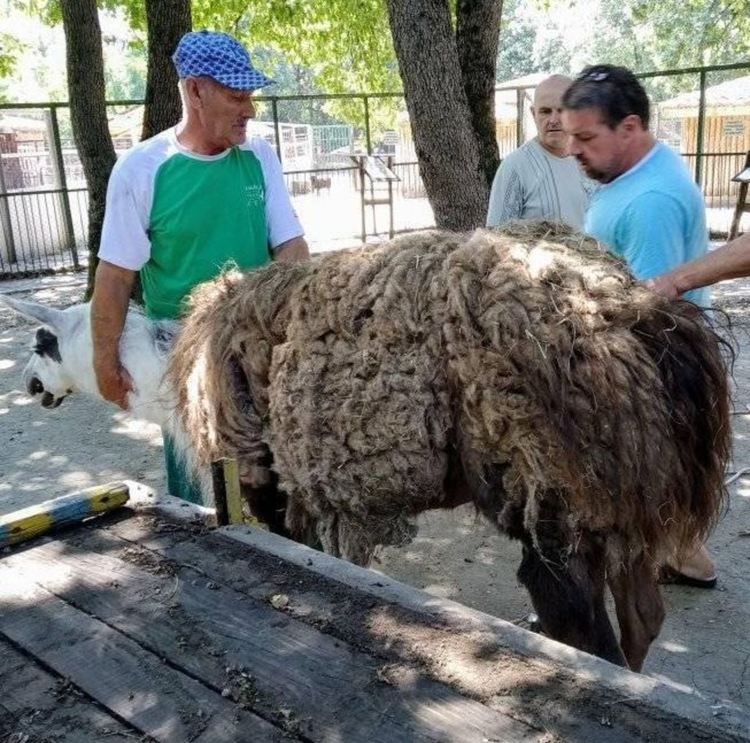 Зоопаркът в Кенана с нови попълнения от Айтос