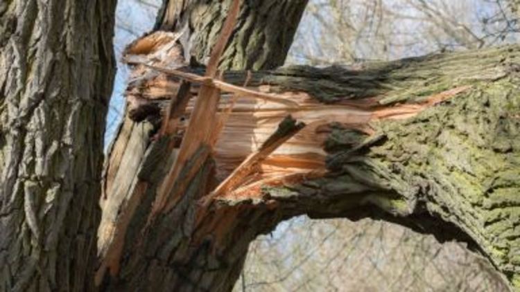 Дърво падна върху дървосекач край Златоград