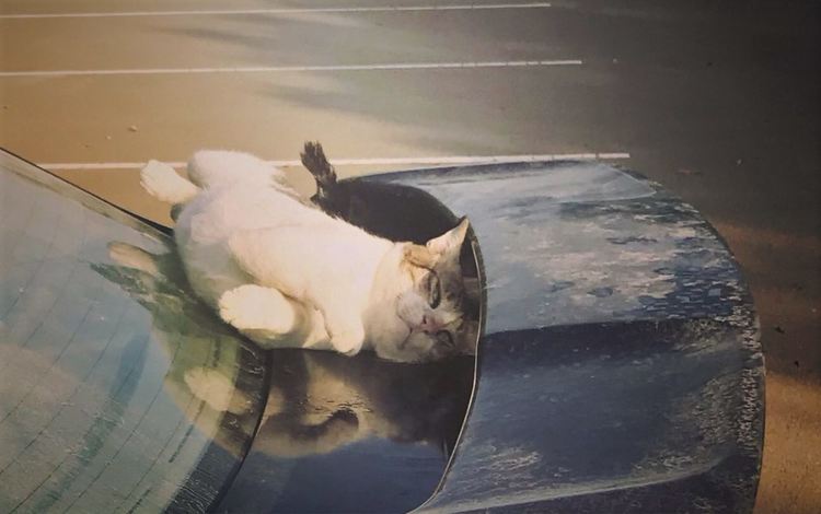 Топло с променлива облачност