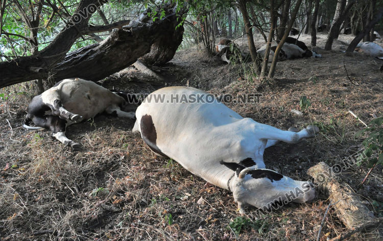 Областният кризисен щаб за действие при бедствия заседава заради умрели крави в Марица