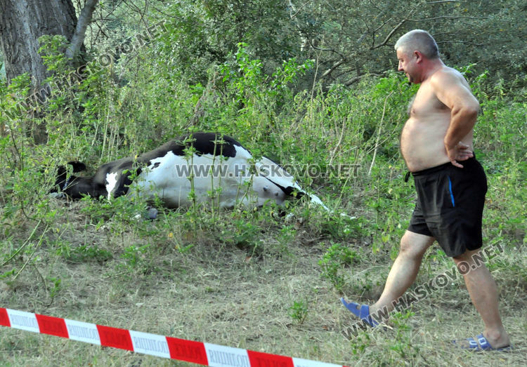 Областният кризисен щаб за действие при бедствия заседава заради умрели крави в Марица