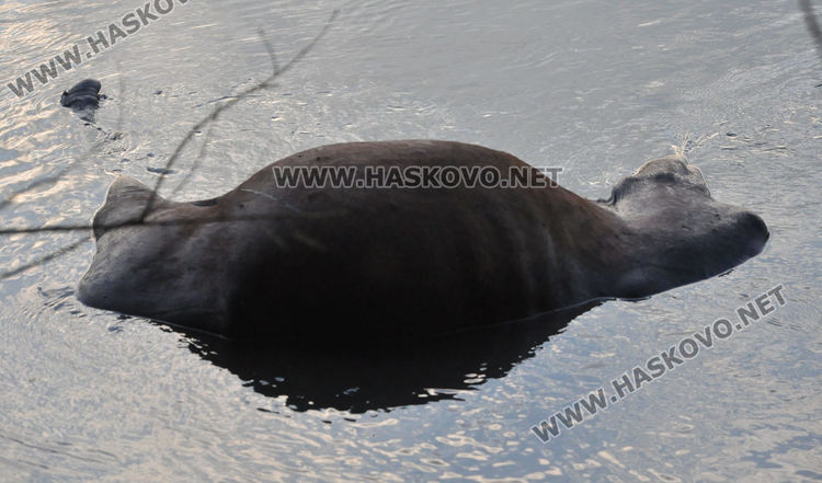 Областният кризисен щаб за действие при бедствия заседава заради умрели крави в Марица