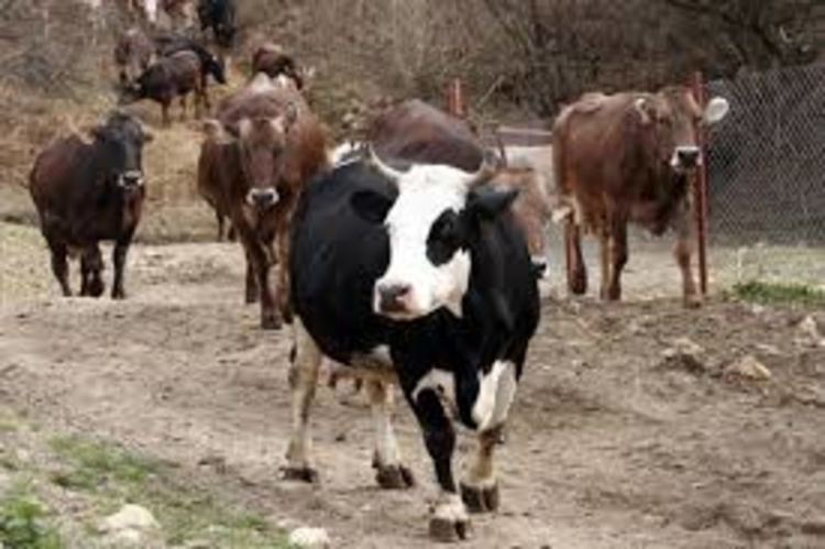 снимката е илюстративна