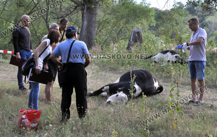 Областният кризисен щаб за действие при бедствия заседава заради умрели крави в Марица