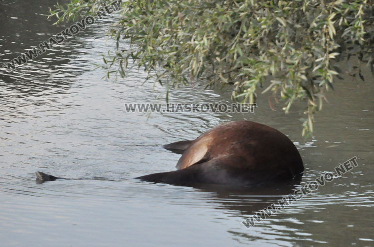 Областният кризисен щаб за действие при бедствия заседава заради умрели крави в Марица