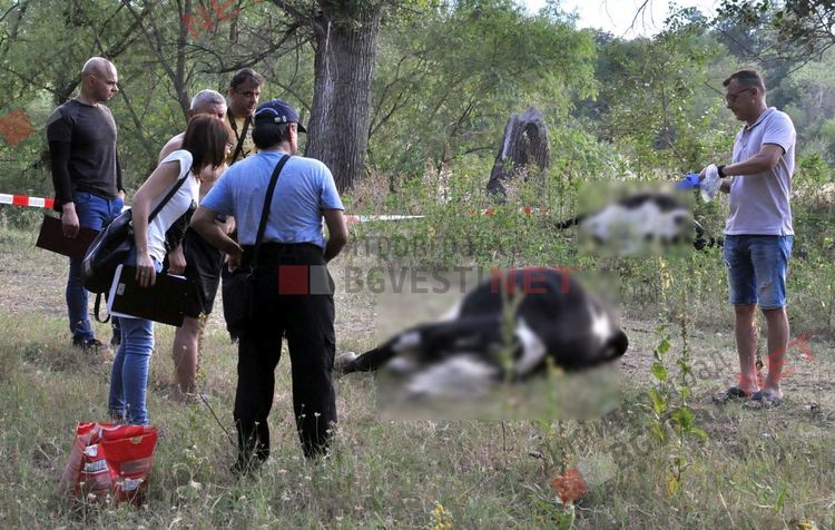 Стадо отровени крави край река Марица в Димитровград, спряна е водата на населените места по поречието й - ВИДЕО