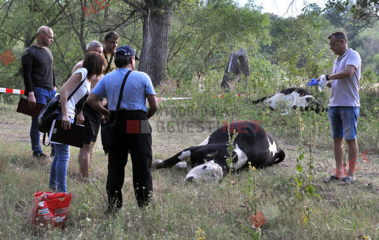 До обяд се чака резултатът от пробите на водата, която отрови стадо крави край Димитровград