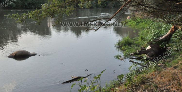 48 населени места по  р.Марица без вода заради отровените животни край Димитровград