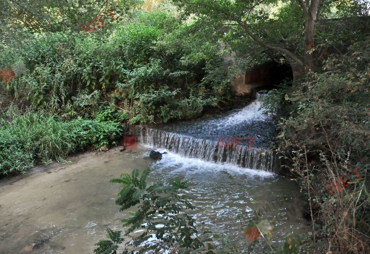 Стадо отровени крави край река Марица в Димитровград, спряна е водата на населените места по поречието й - ВИДЕО