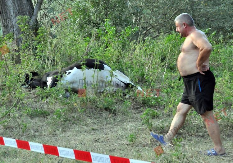 Стадо отровени крави край река Марица в Димитровград, спряна е водата на населените места по поречието й - ВИДЕО