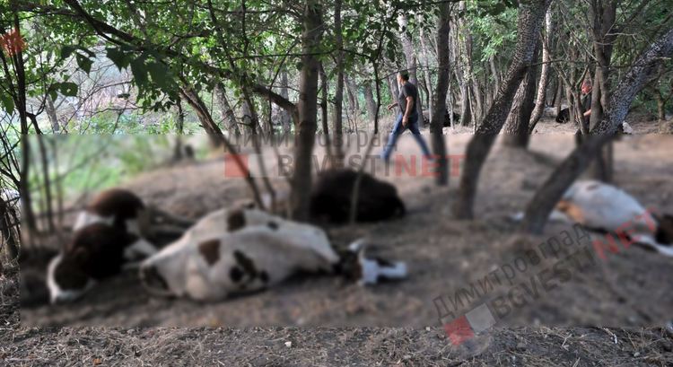 Стадо отровени крави край река Марица в Димитровград, спряна е водата на населените места по поречието й - ВИДЕО