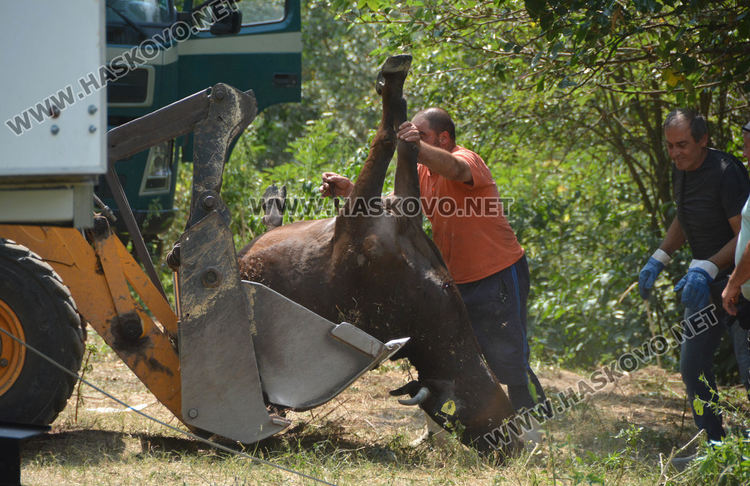 Знае се кое е веществото, отровило кравите в р. Марица