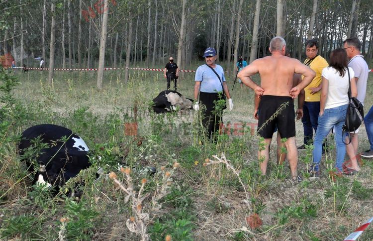 Стадо отровени крави край река Марица в Димитровград, спряна е водата на населените места по поречието й - ВИДЕО