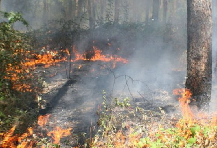 Пожар изпепели 3 дка иглолистна гора при Пиявец