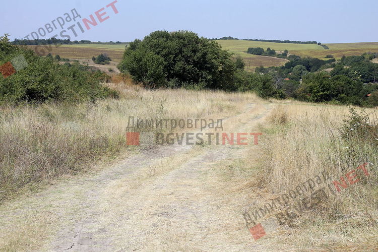 пътят, водещ към гората