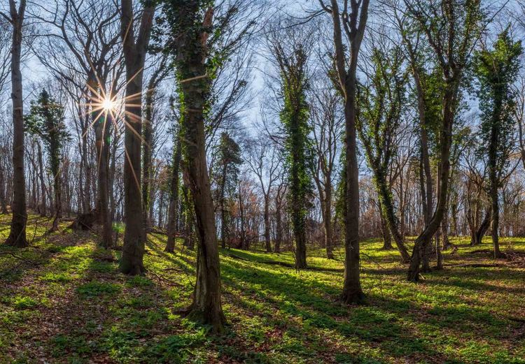 сн: Цветан Златанов, Институт по био разнообразие при БАН