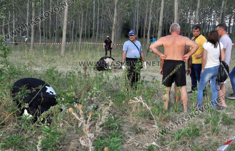Нитратни, нитритни и амониеви йони  са и в труповете на кравите край Марица