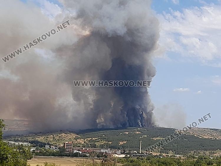 Гори гора между  Рогозиново и Българин