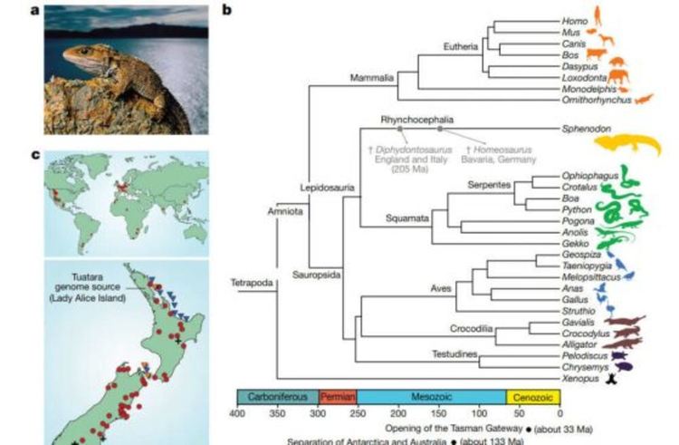 Хатериите са доста самотни видове - в жълто е показано мястото им в еволюционното дърво, останали последните представители на разред Клюноглави (Rhynchocephalia) (b). На картите (с) са показани местата, където са открити фосили от техни роднини и където са разпространени днес в Нова Зеландия. Кредит: Gemmell et al., 2020 Nature