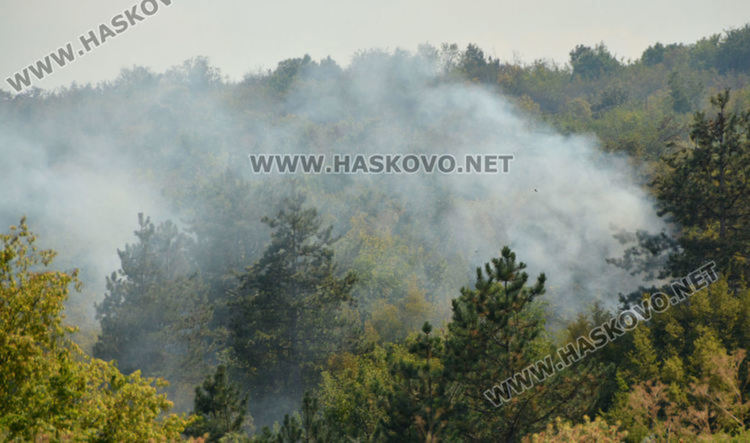 Гори гора между  Рогозиново и Българин