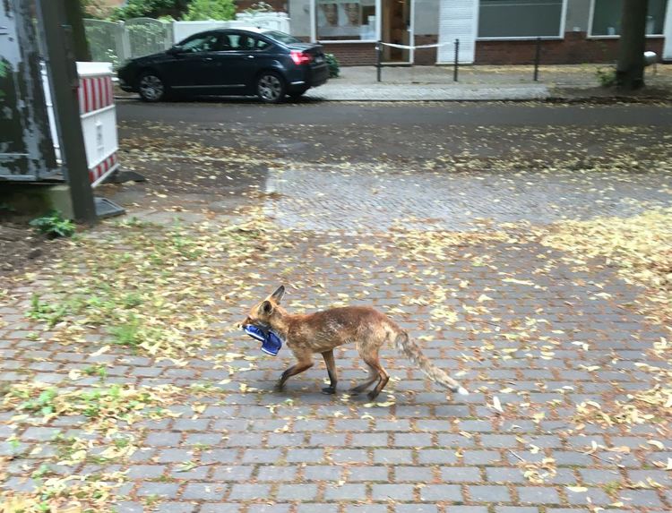 Лисица краде обувки в Берлин