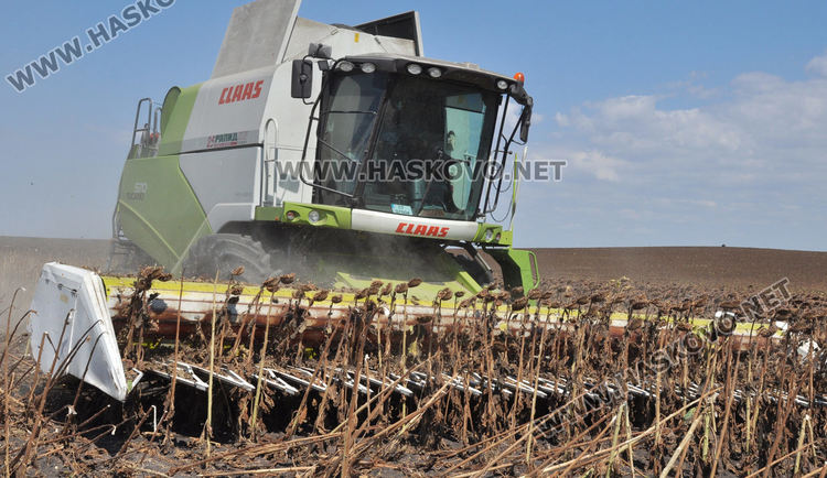 Зажънаха слънчогледа в Хасковско, очакват по-слаба реколта