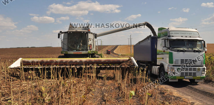 Зажънаха слънчогледа в Хасковско, очакват по-слаба реколта