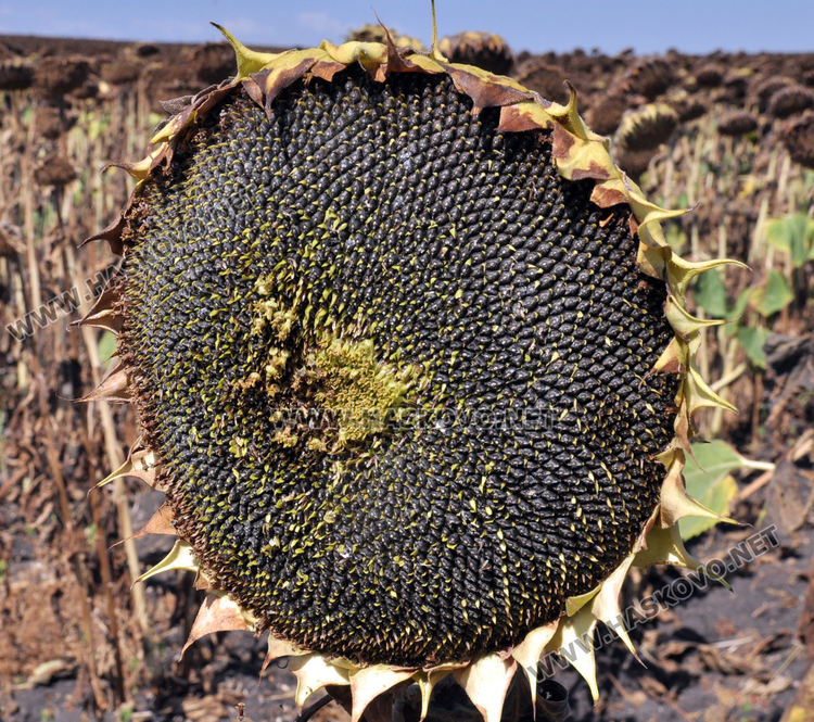 Зажънаха слънчогледа в Хасковско, очакват по-слаба реколта