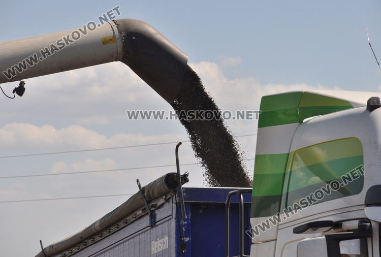 Зажънаха слънчогледа в Хасковско, очакват по-слаба реколта