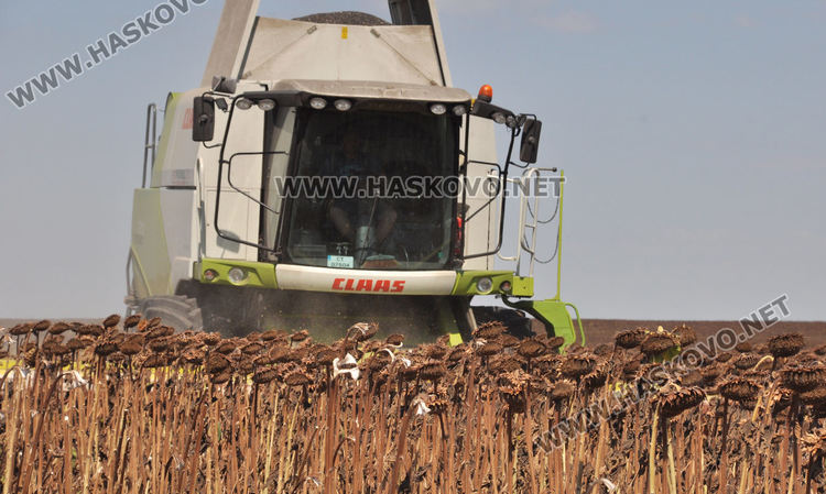 Зажънаха слънчогледа в Хасковско, очакват по-слаба реколта