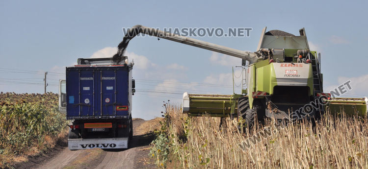 Зажънаха слънчогледа в Хасковско, очакват по-слаба реколта