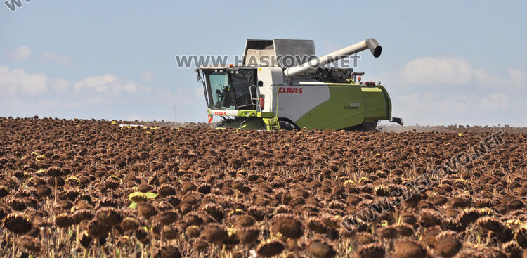 Зажънаха слънчогледа в Хасковско, очакват по-слаба реколта