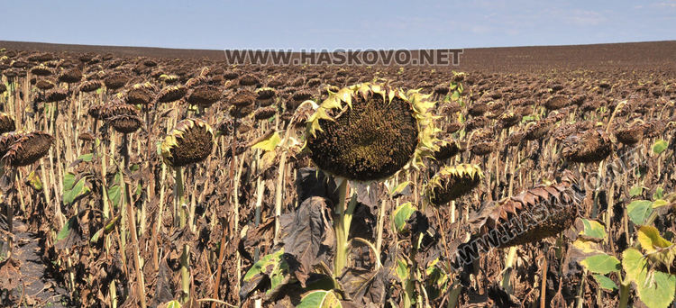 Зажънаха слънчогледа в Хасковско, очакват по-слаба реколта