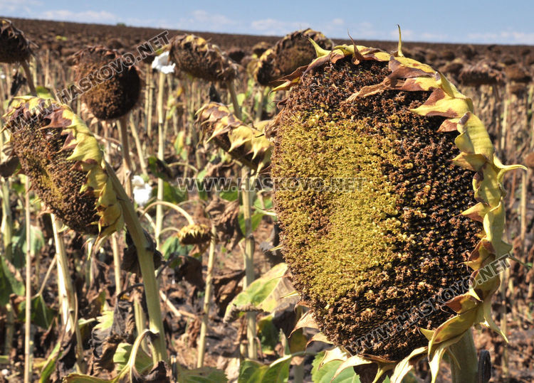 Зажънаха слънчогледа в Хасковско, очакват по-слаба реколта