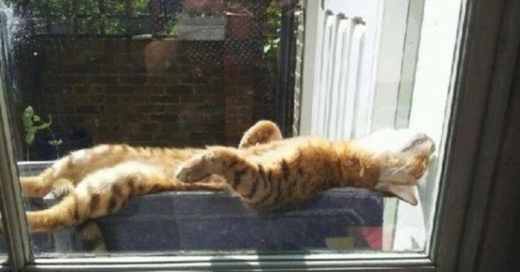 До 34 градуса днес