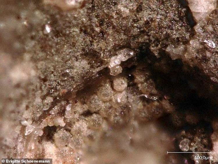 Вкаменено око на изчезнало преди 429 млн. години морско създание "почти еднакво" с очите на днешните пчели