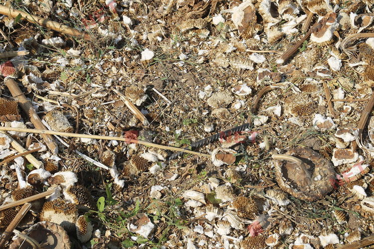 Отмъщение за свидетелстване по долнобелевски - сагата с горските мини продължава