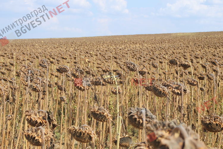 Отмъщение за свидетелстване по долнобелевски - сагата с горските мини продължава