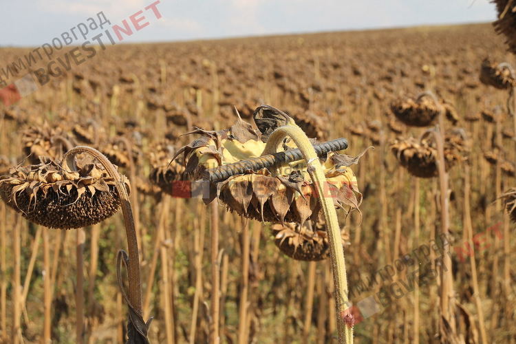 Отмъщение за свидетелстване по долнобелевски - сагата с горските мини продължава