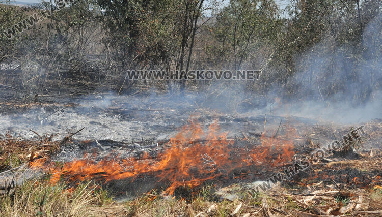 Пламна край Бряст