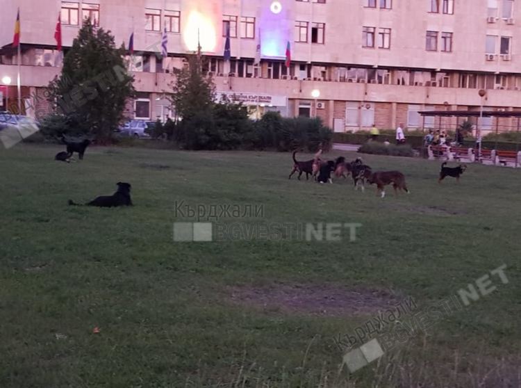 Огромна глутница кучета посрещна гостите на Общината, след сигнал започна прибирането им в приюта